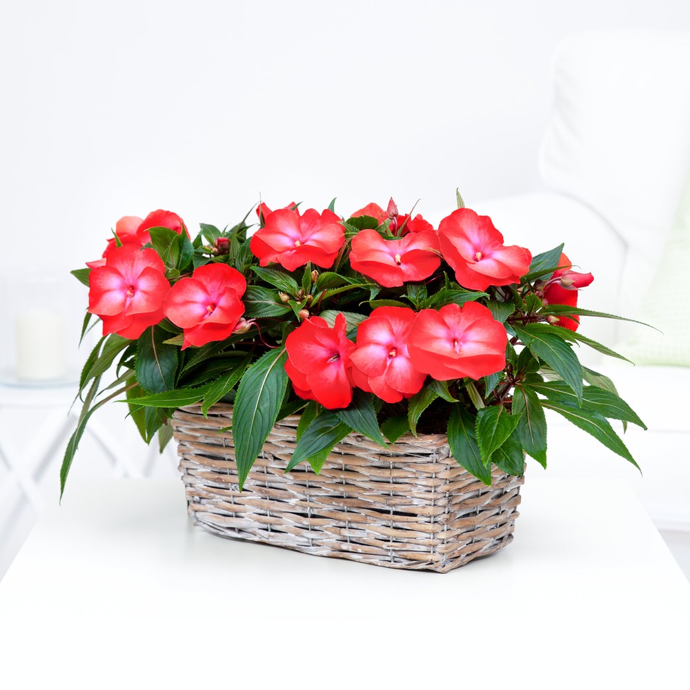 Pflanzenarrangement "Fleiiges Lieschen" | Berndt Der Blumenladen
