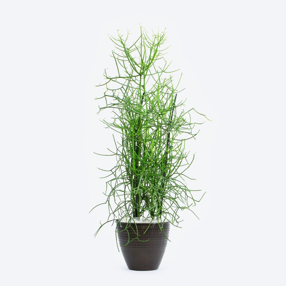 Pflanzenarrangement "Bleistiftstrauch" | Berndt Der Blumenladen