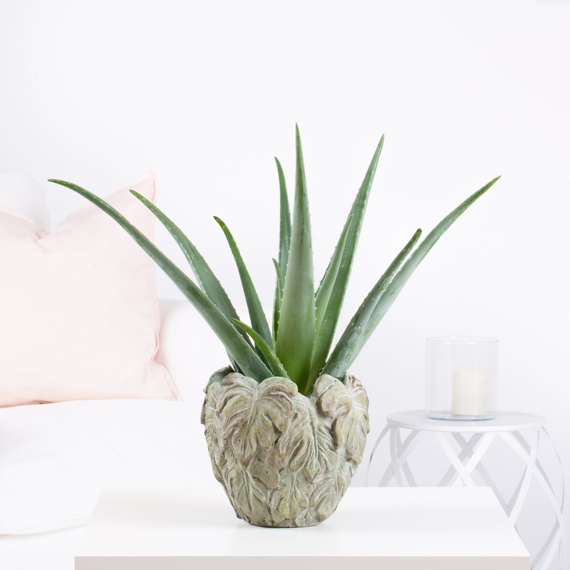 Aloe Vera